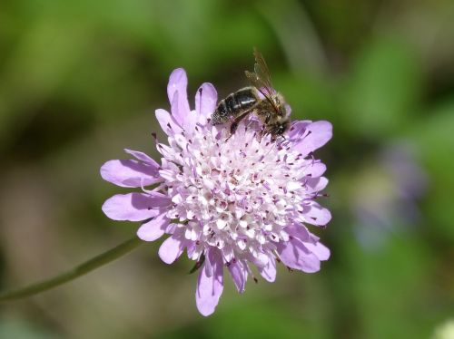 bee libar pollen