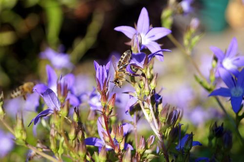 bee flowers purple