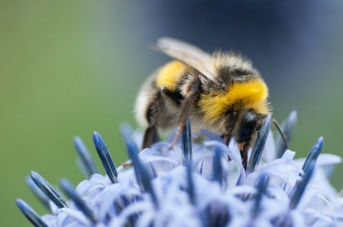 bee flower blue