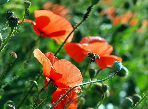 bee flower macro