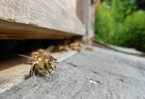 bees hive beehive