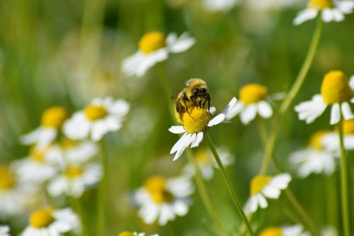 bee flower yellow