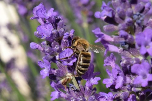 bee lavender blossom