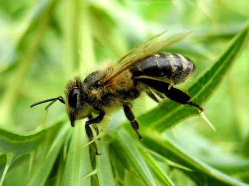 bee insect nature