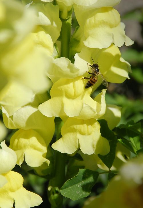 bee flora flower
