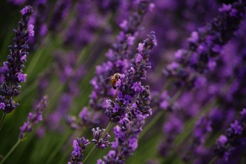 bee lavender purple