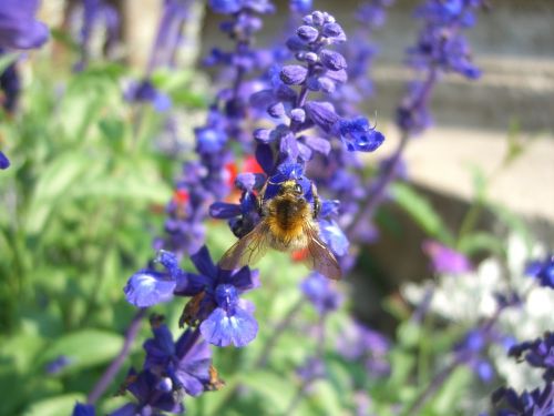 bee lavender summer