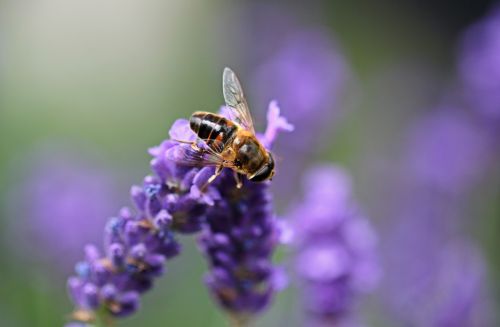 lavender hoverfly insect