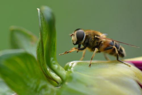 bee animal nature