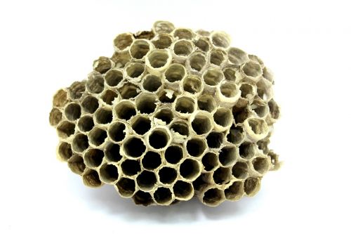 bee hive honey