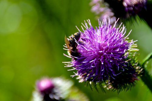 bee thistle summer