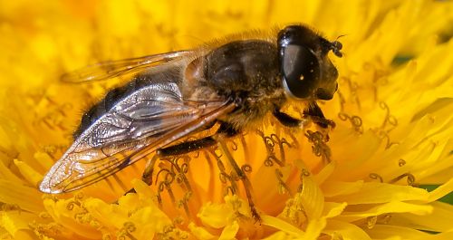 bee flower flowers