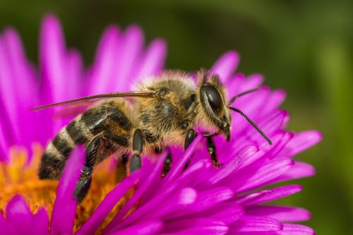 bee macro insect