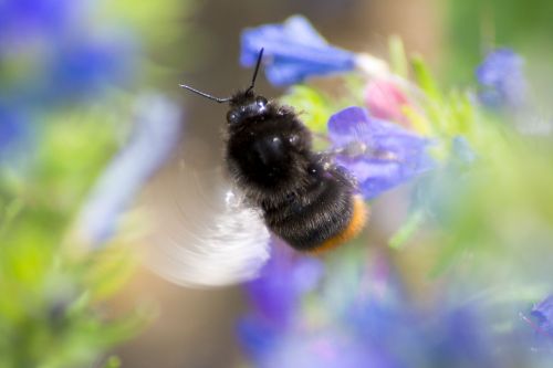 bee closeup insect