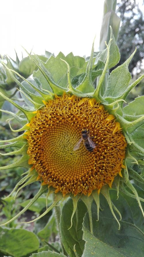 bee sunflower nature