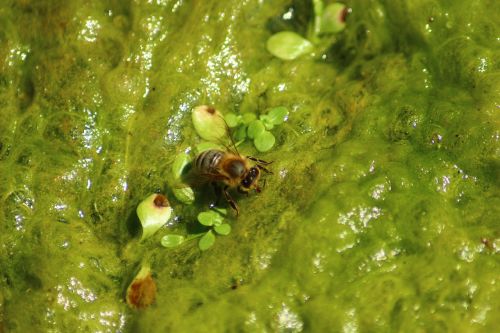 bee water green