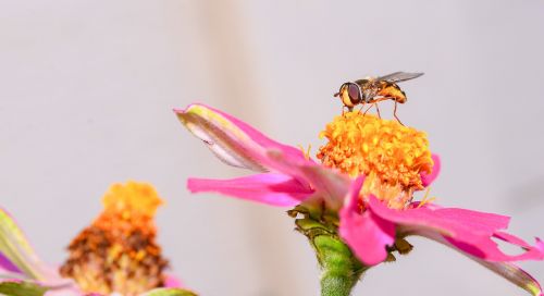 bee flower nature