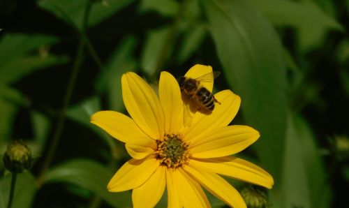 bee on a flower bee on the flower