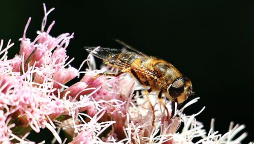 bee insect close