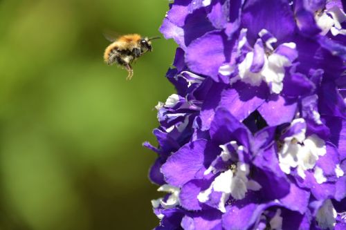 bee bumble bee flying
