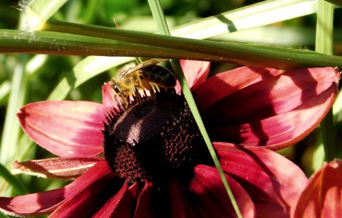 bee collect nectar close