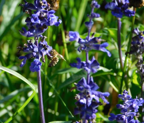 bee collect pollen collect nectar