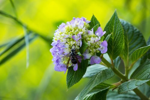 bee flower pollen