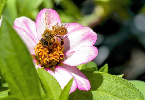 bee animal macro