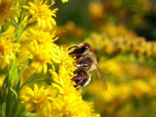 bee bug bees