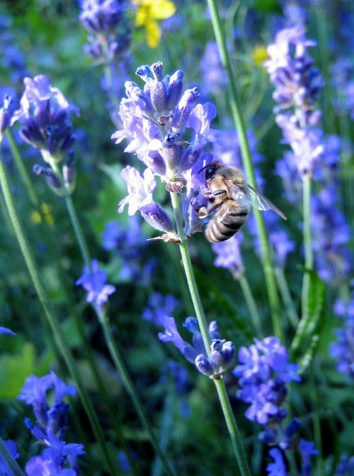 bee lavender macro