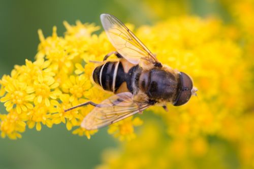 bee yellow flower insects