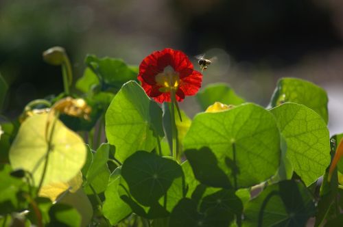 bee bright flower sunlight