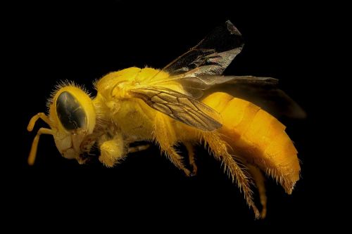bee macro mounted