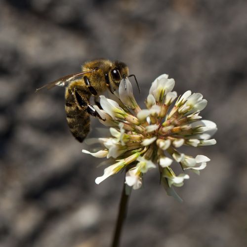 bee white clover detail