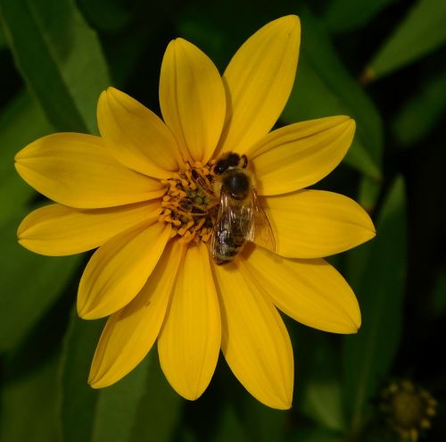 bee bee on flower on a flower