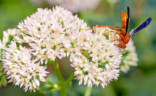 bee flower macro