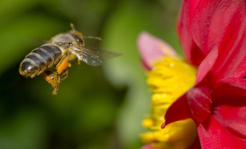 bee nature flower