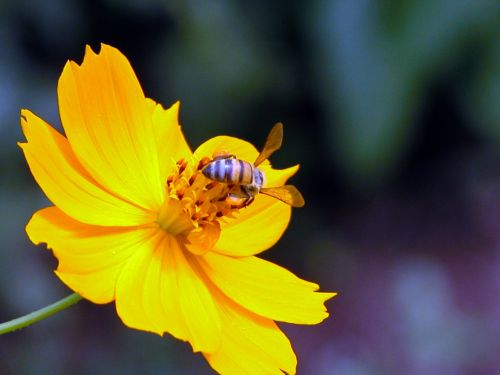 bee yellow flower