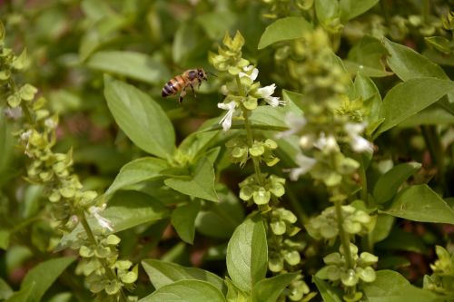bee nature basil
