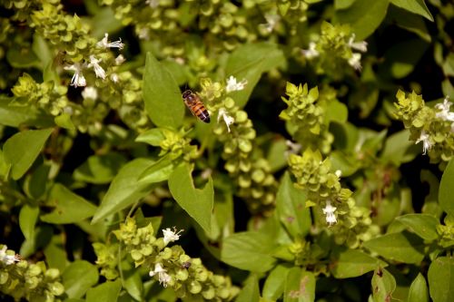 bee nature basil