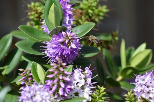 bee flowers nature