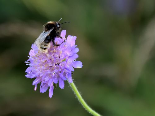 bee flower close