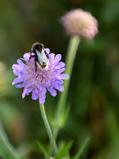 bee flower close