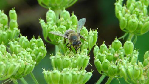 bee worker bee flower