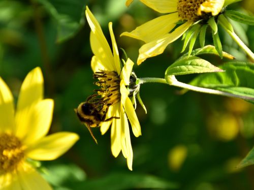 bee blossom bloom