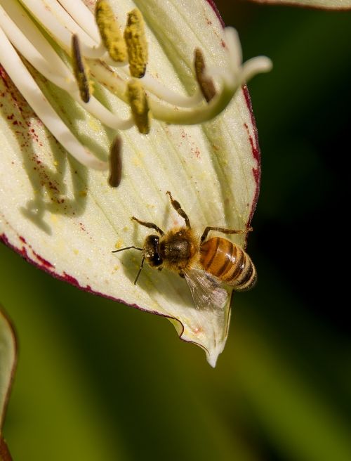 bee flower pollen