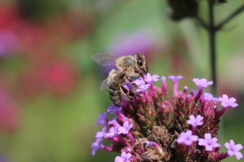 bee lilac flower