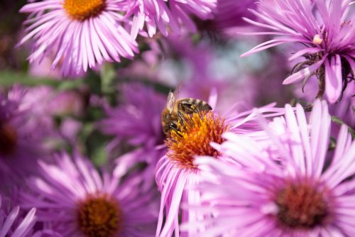 bee pollination flowers