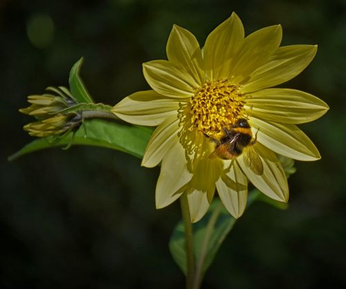 bee blossom bloom