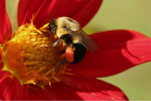 bee bumble pollen sack